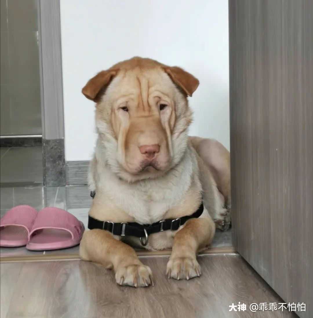 这只狗看起来不太开心的样子.