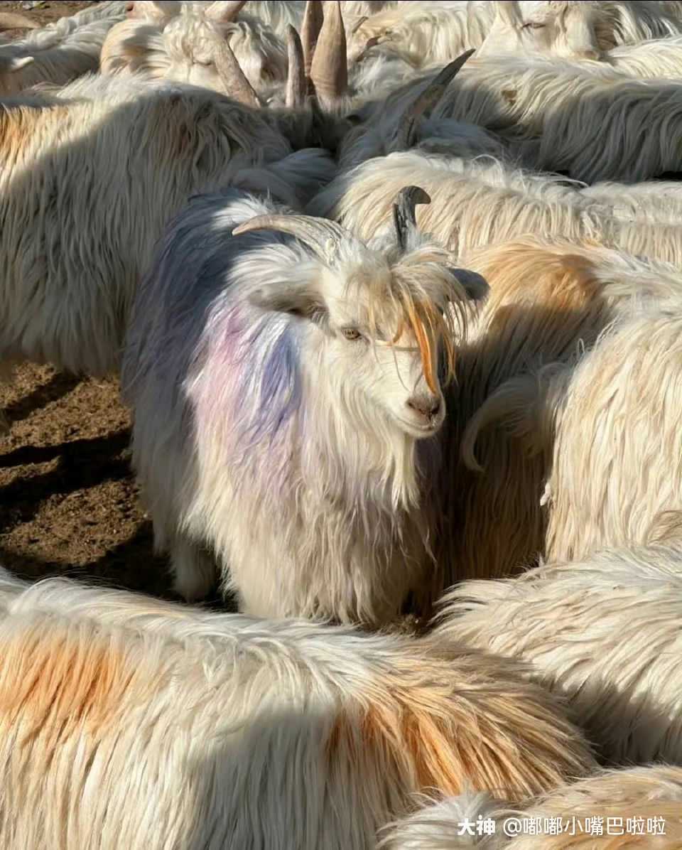 超级神羊麼～╭(°a°`)╮
