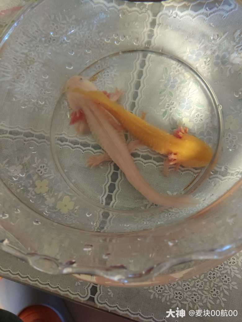 终于搞到了,美西螈_我的世界 | 大神