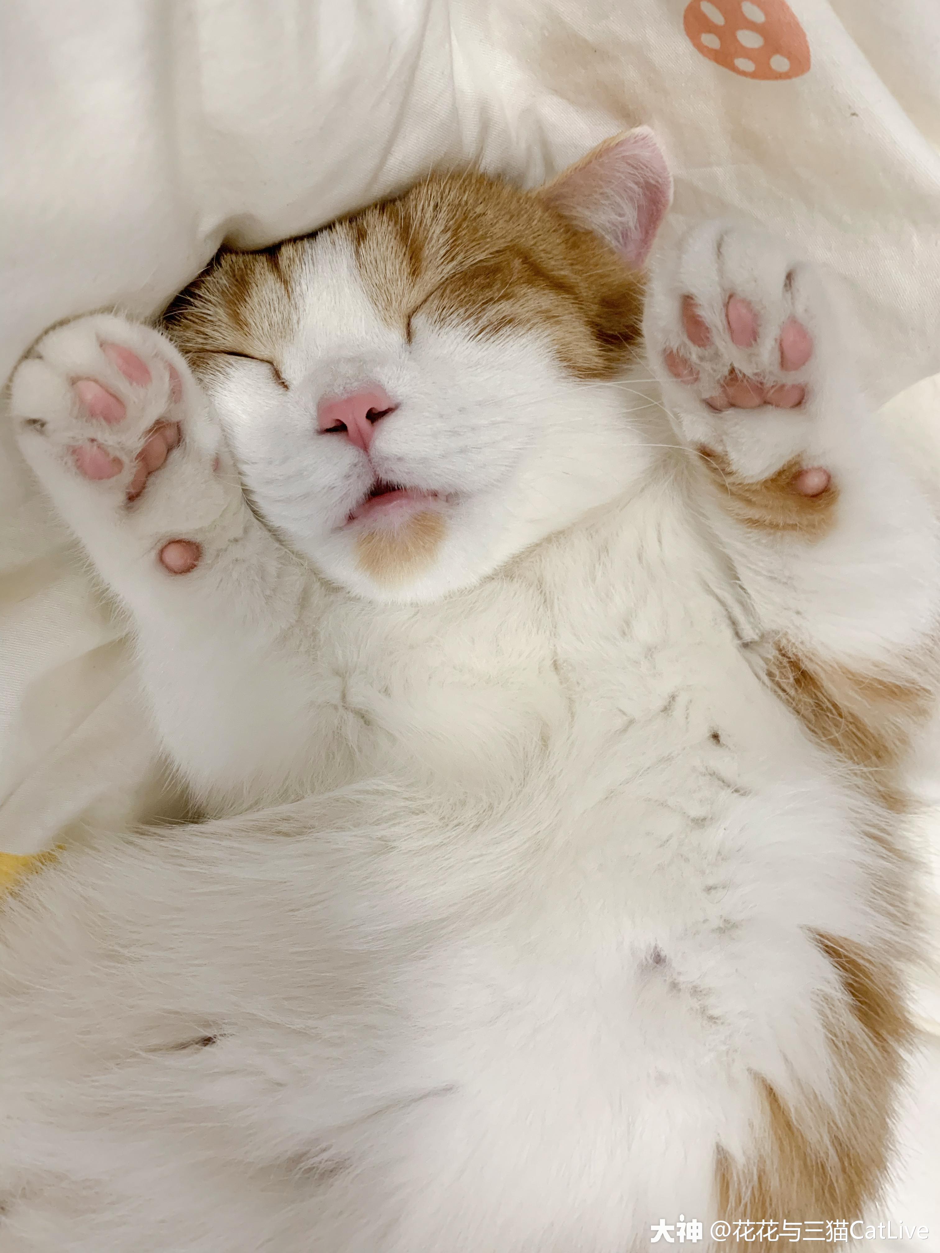来自花花与三猫catlive