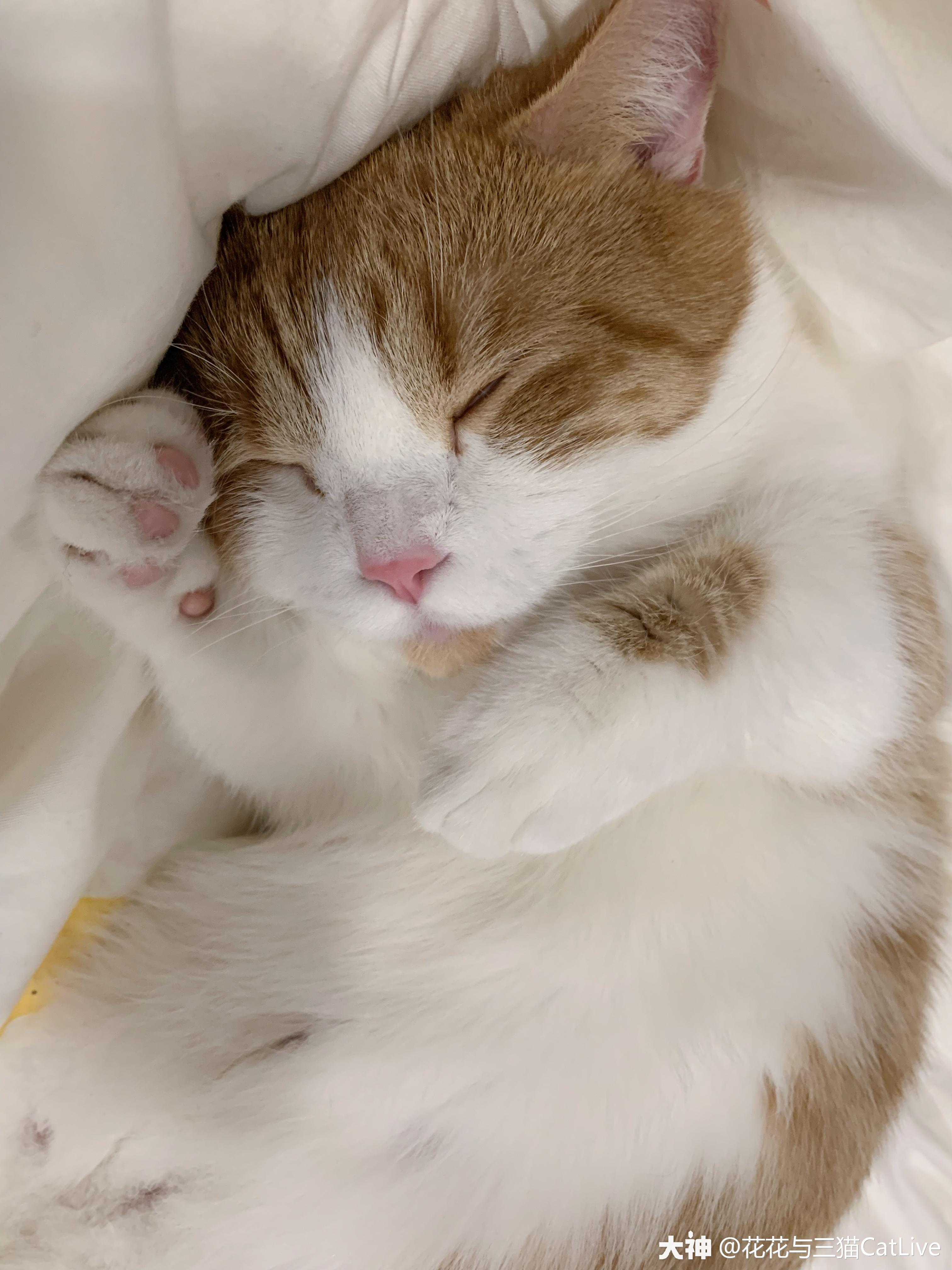 来自花花与三猫catlive