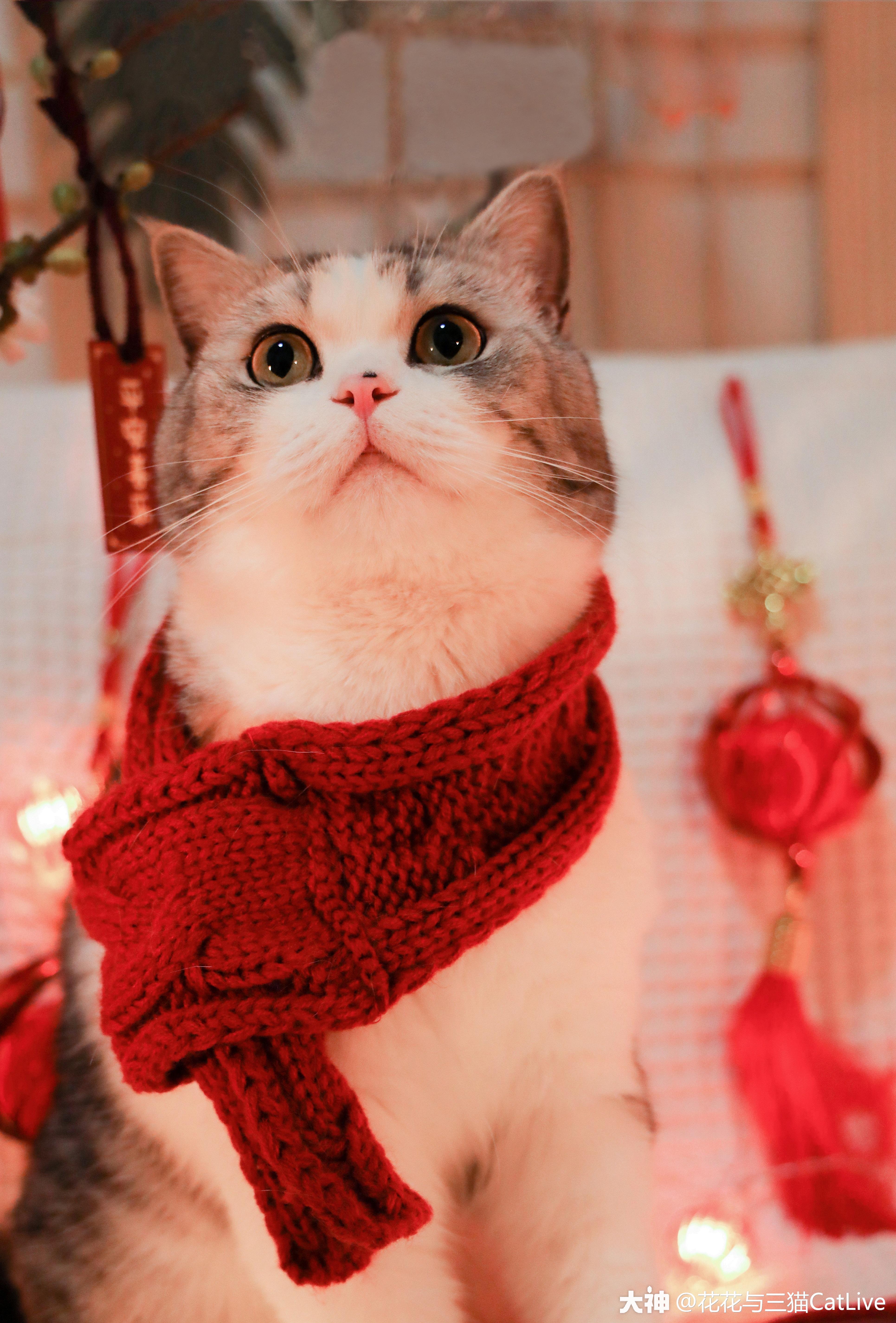 来自花花与三猫catlive - 大神