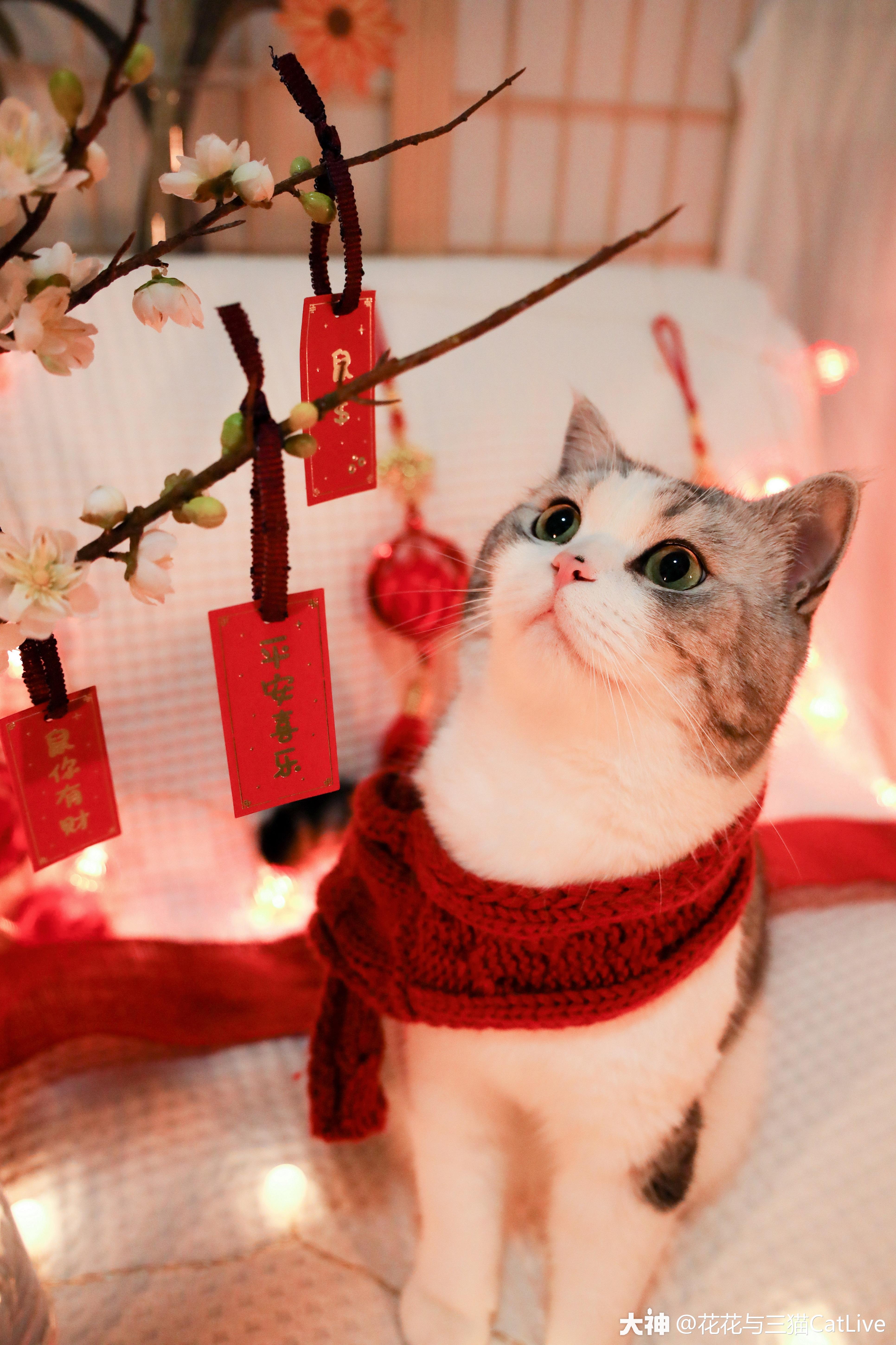 来自花花与三猫catlive - 大神