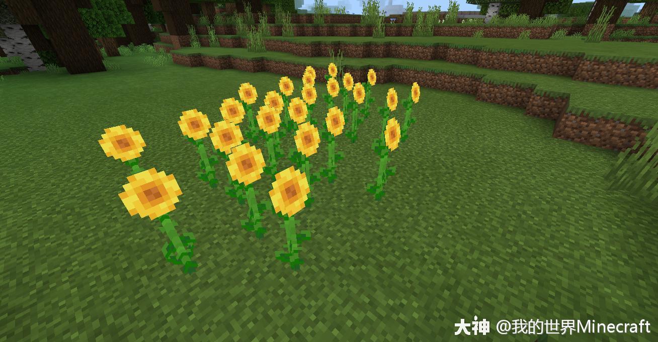 在野外迷路却没有指南针怎么办 史莱姆教你一招 看花辨位 P W Q 我的世 来自网易大神我的世界圈子 我的世界minecraft