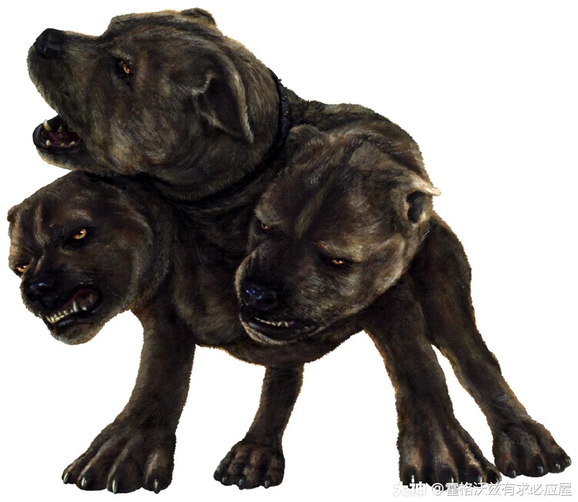 哈利波特三头犬柯基分犬