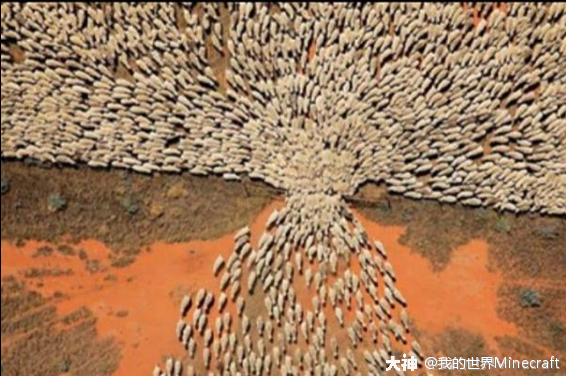 当我忘记关好栅栏门 图片来自玩家投稿 来自网易大神我的世界圈子 我的世界minecraft