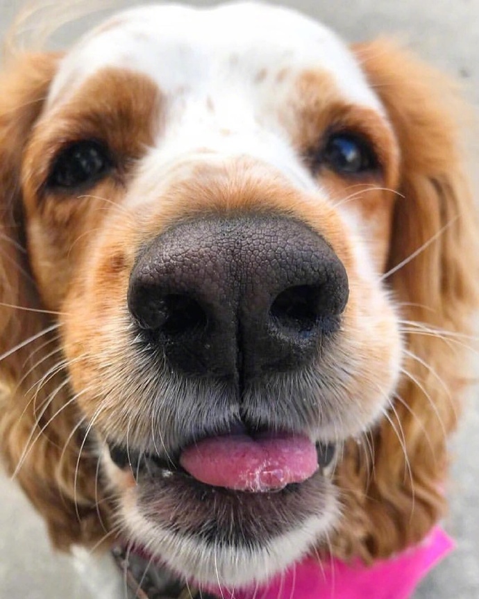 嘬一口萌萌的狗鼻子