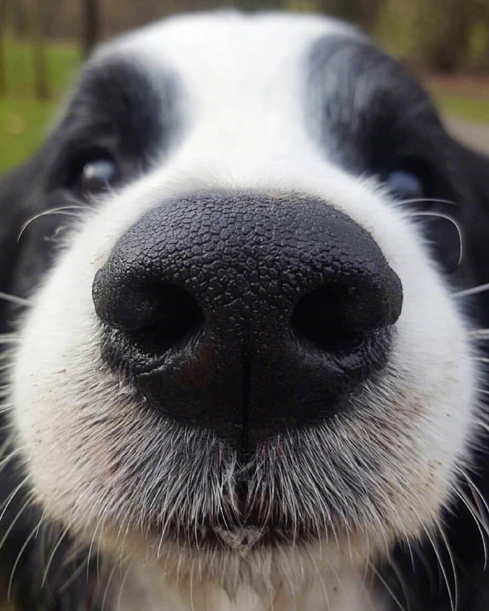 嘬一口萌萌的狗鼻子