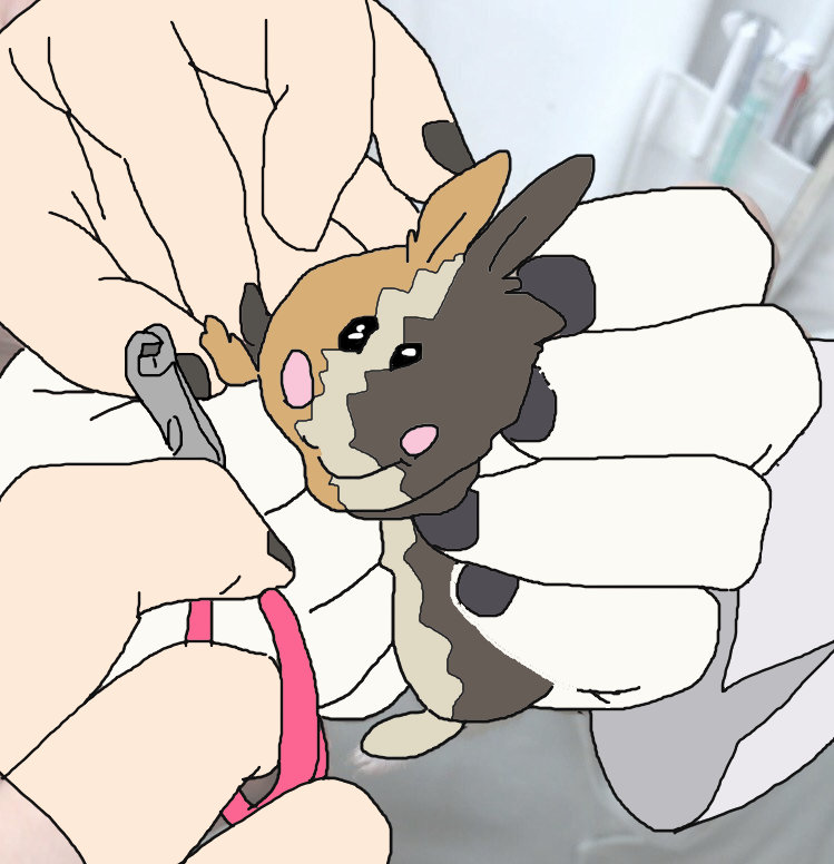 如果莫鲁贝可是只仓鼠.(via twi prismbattery)