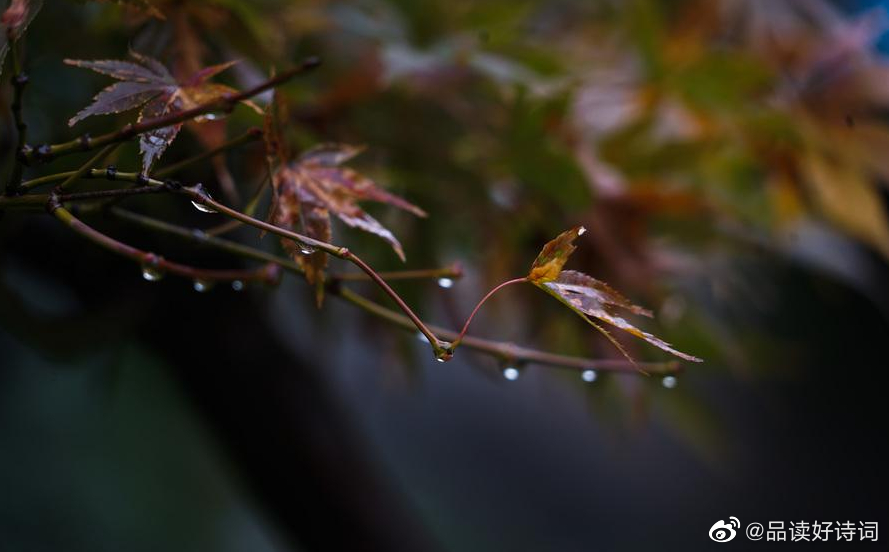 夜雨 宋-陆游 藩篱处处.