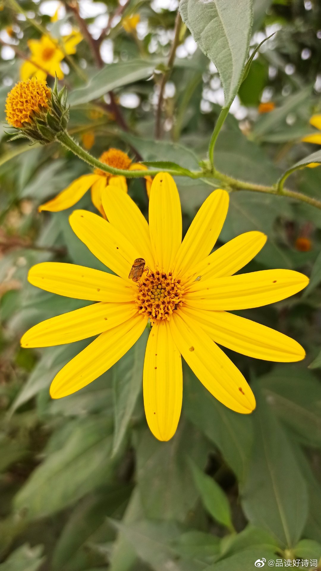 你知道这是什么花吗 菊芋 俗称洋姜 根部块茎外观与普通姜相差无几 但洋姜味道是 来自大神圈子 诗词阁