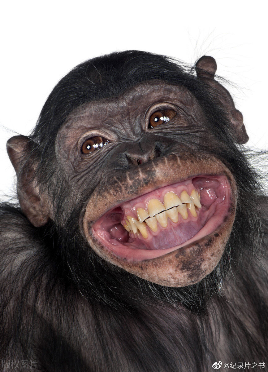 笑到变形是啥样?看看动物界有多欢乐