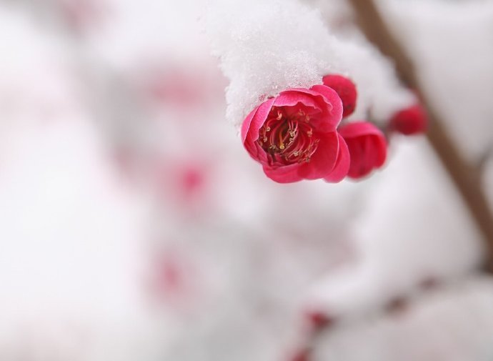 寒梅傲雪