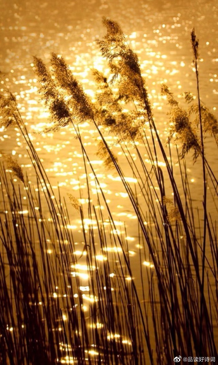 桑榆晚景 作者:李叔和 .