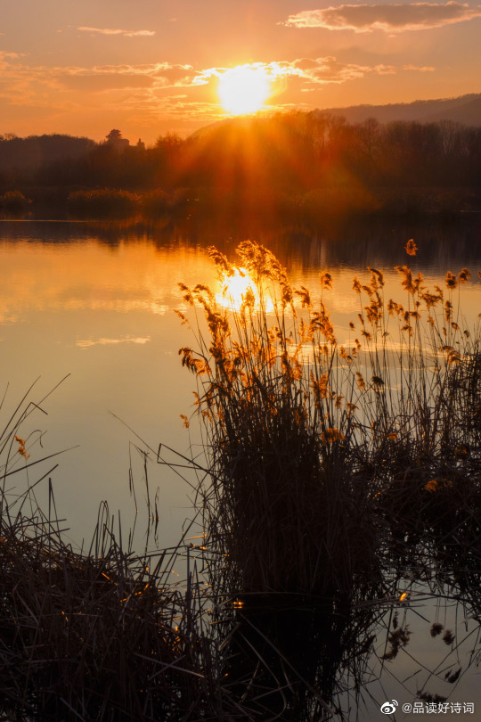 桑榆晚景 作者:李叔和 .