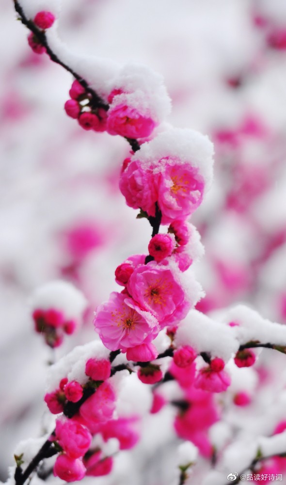 琐窗寒-雪中问梅 文/莲.