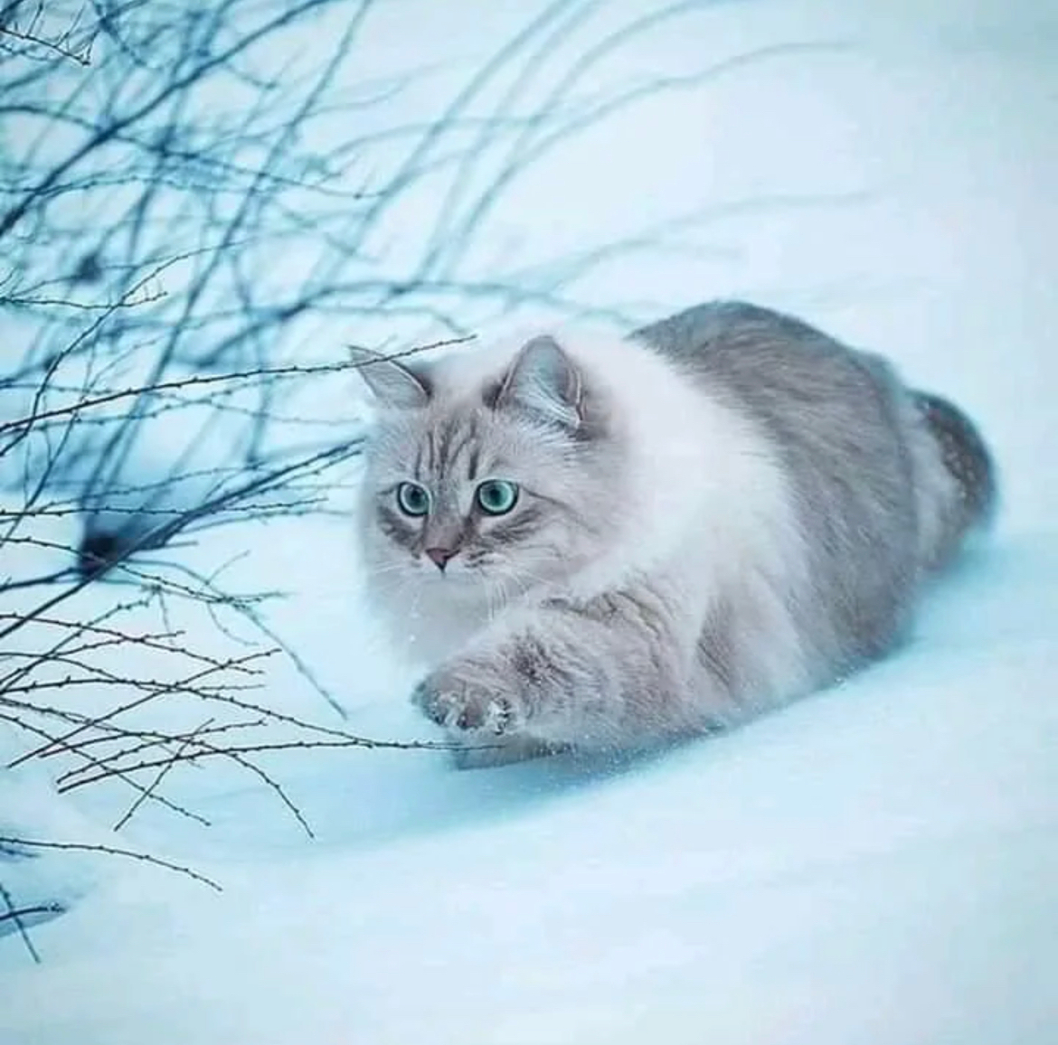 来自冰雪王国的猫,好漂亮