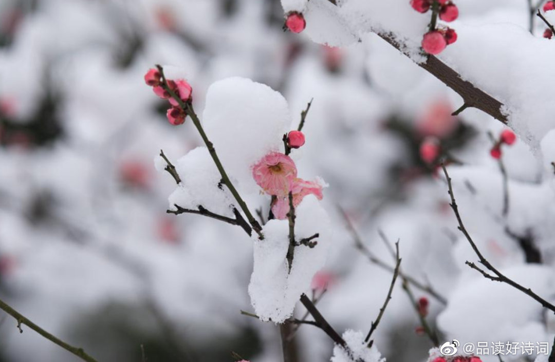 雪后观梅宋 吴芾雨声才歇雪漫漫 深恐梅花不耐寒 破晓踏泥来问讯 细看枝上喜 来自大神圈子 诗词阁