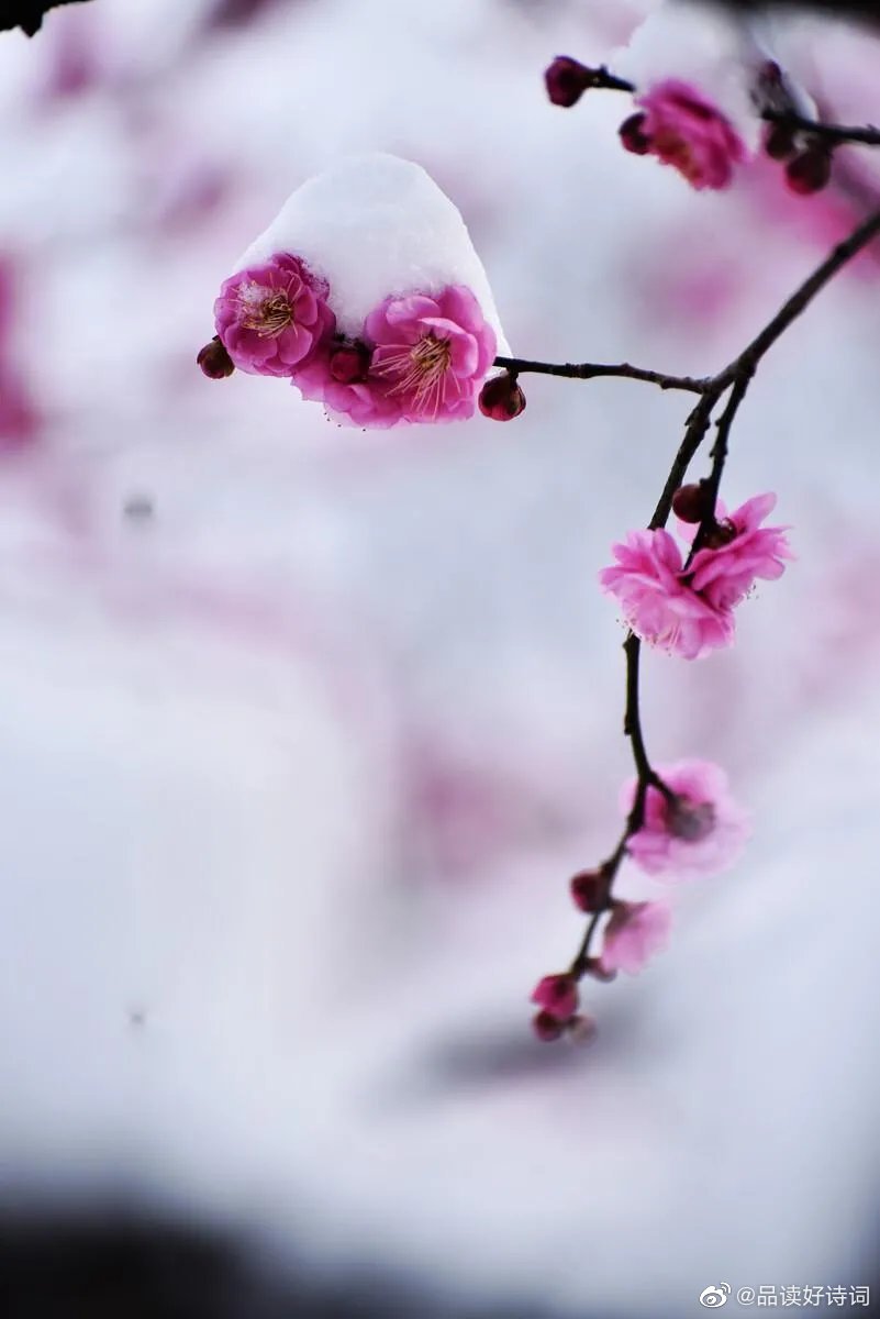 雪后观梅宋 吴芾雨声才歇雪漫漫 深恐梅花不耐寒 破晓踏泥来问讯 细看枝上喜 来自大神圈子 诗词阁