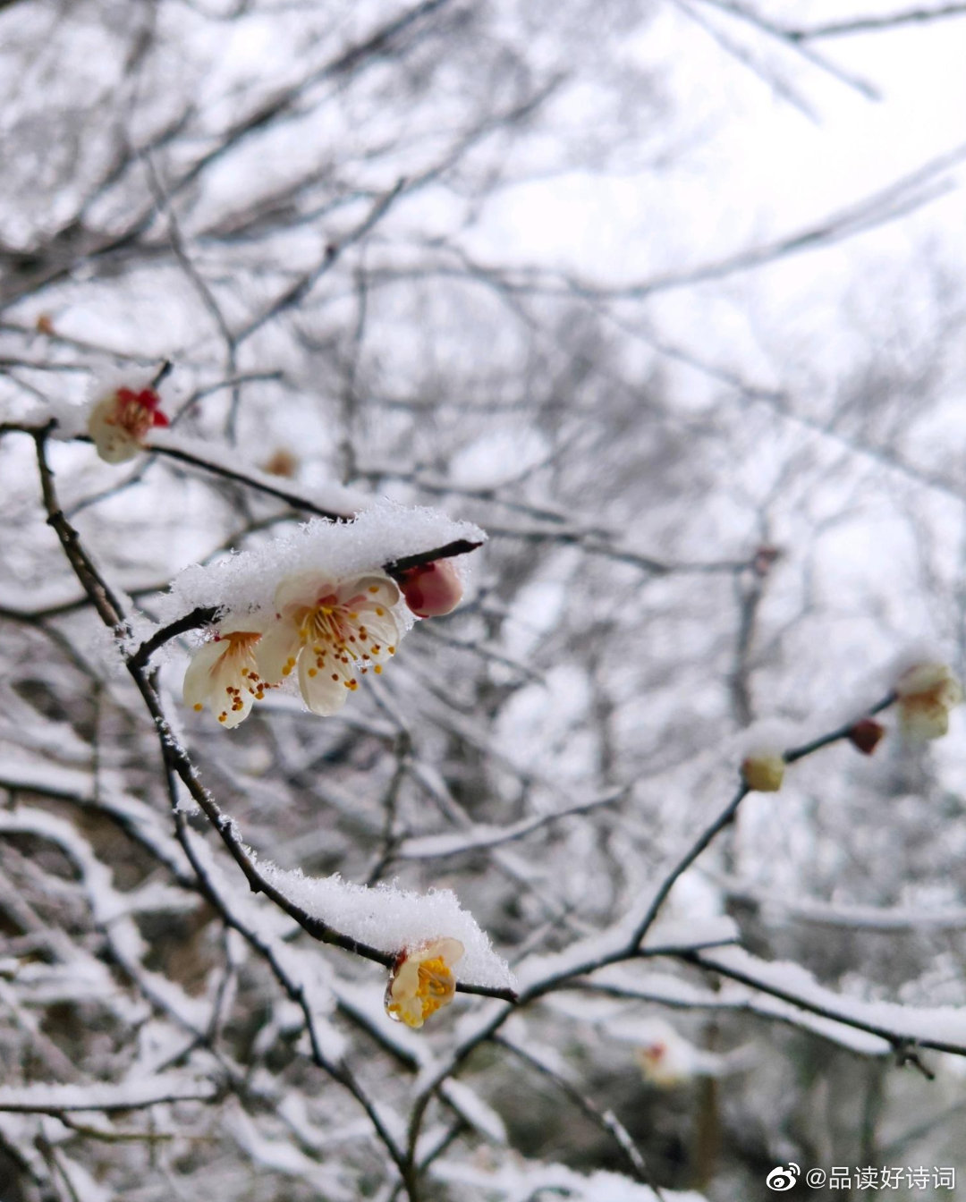 在寒冷的冬天,大雪覆盖了整个大地,千万朵梅花冰霜雪地中绽放着