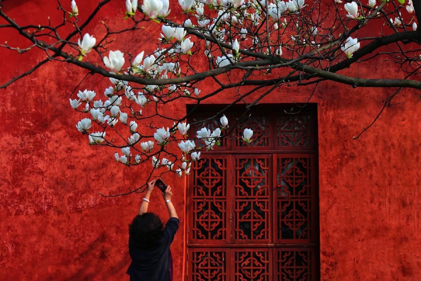 月月红,事事红_来自网易大神圈子_古风美图馆