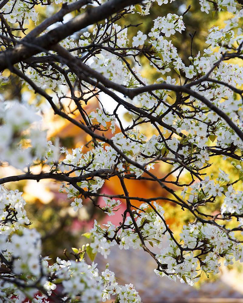 一树梨花一树春