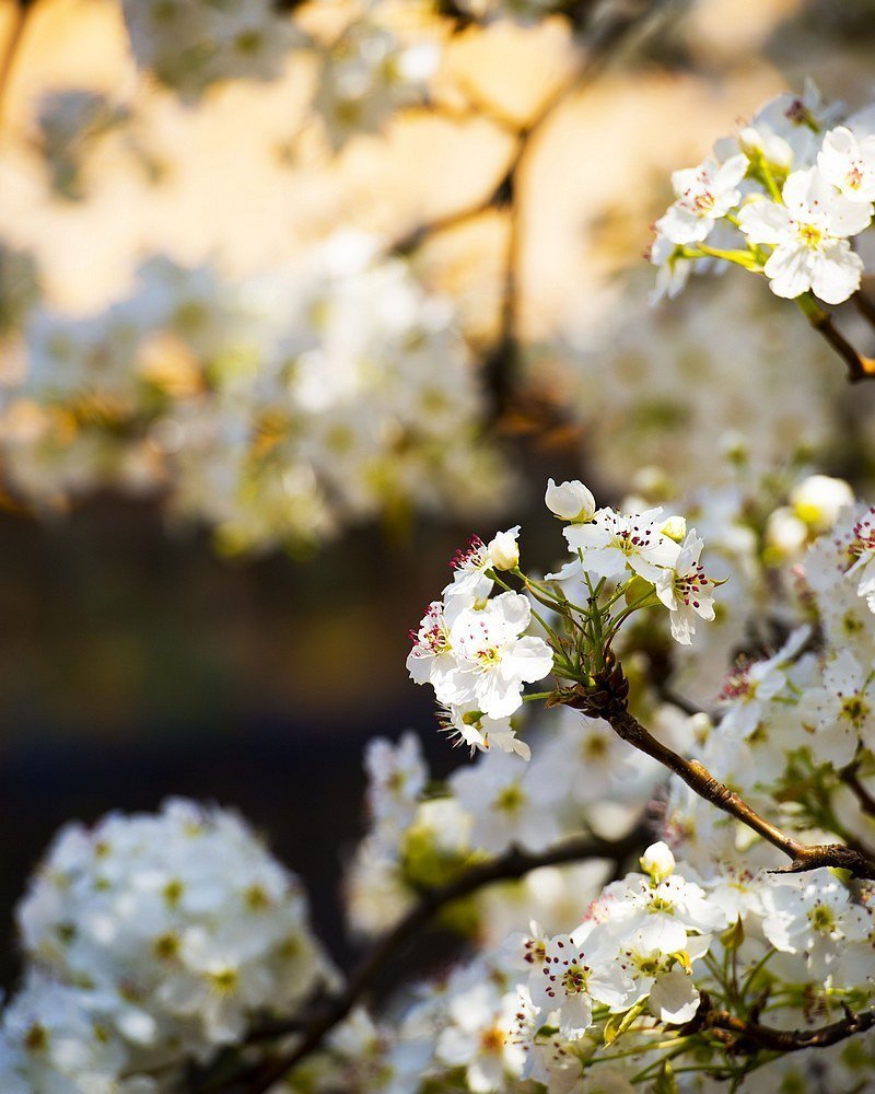 一树梨花一树春 …_来自网易大神圈子_古风美图馆