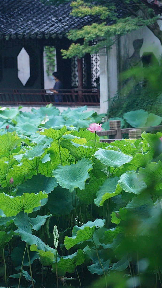 湖田荷花十里起香风图片