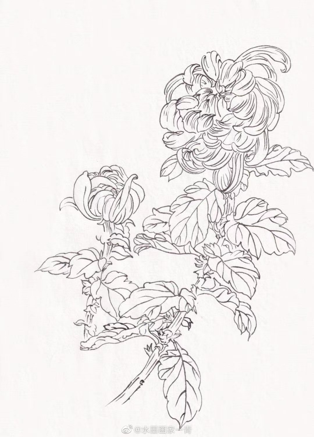 水墨画家一青 白描花卉