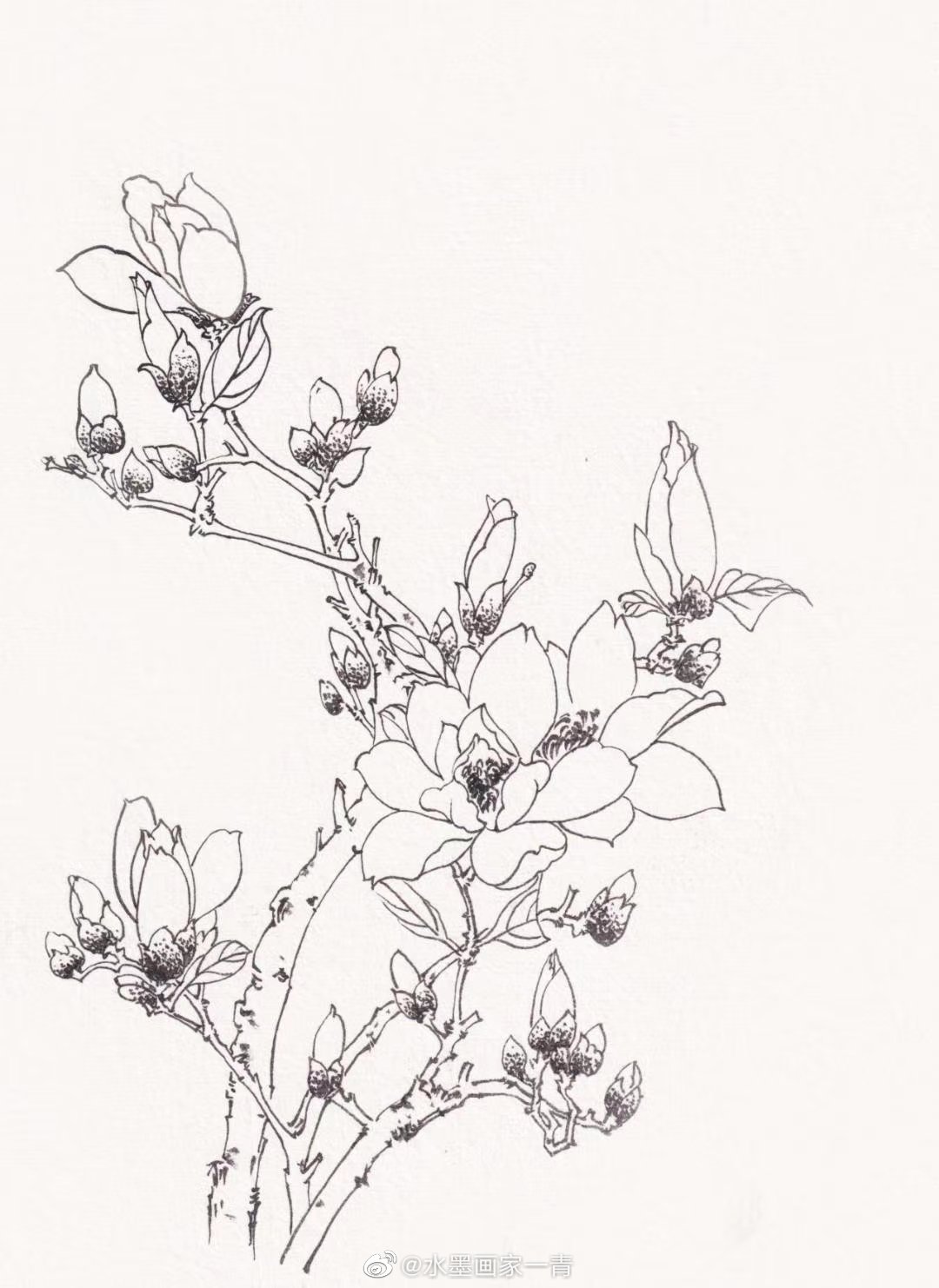 水墨画家一青 白描花卉