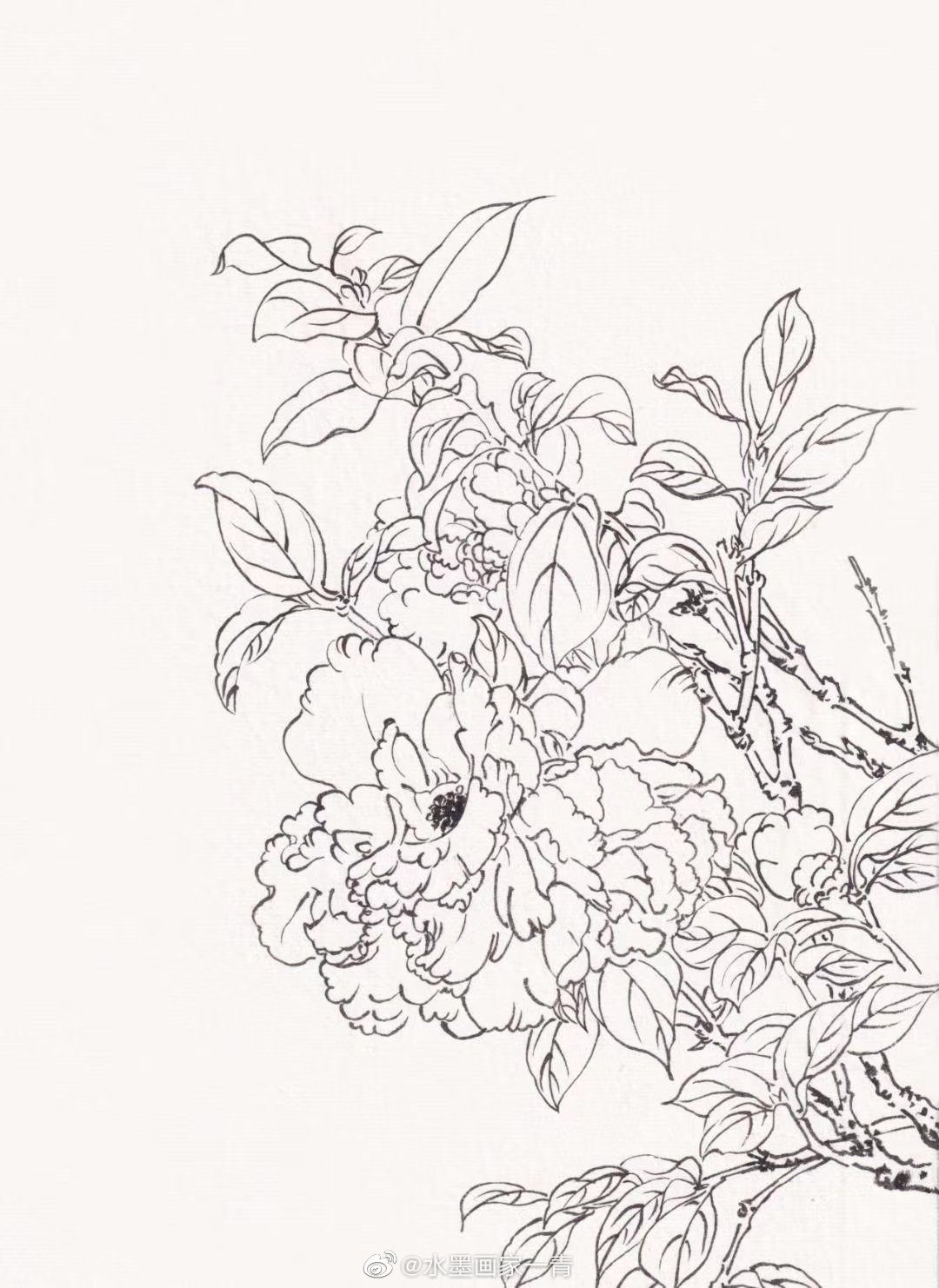 水墨画家一青 白描花卉