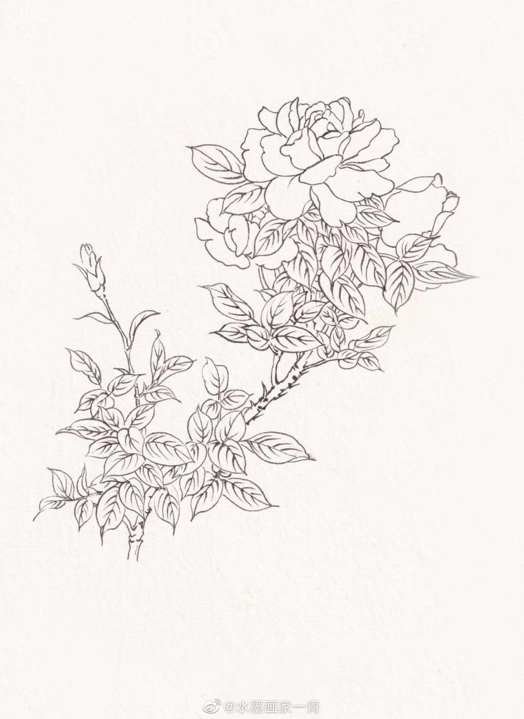 古风花朵手绘 铅笔画图片