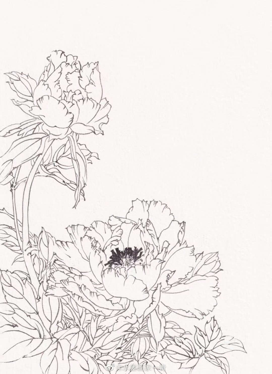 水墨画家一青 白描花卉