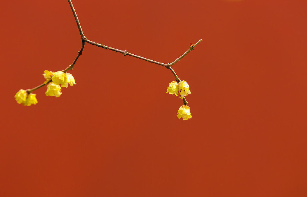 有一种红叫"故宫红"