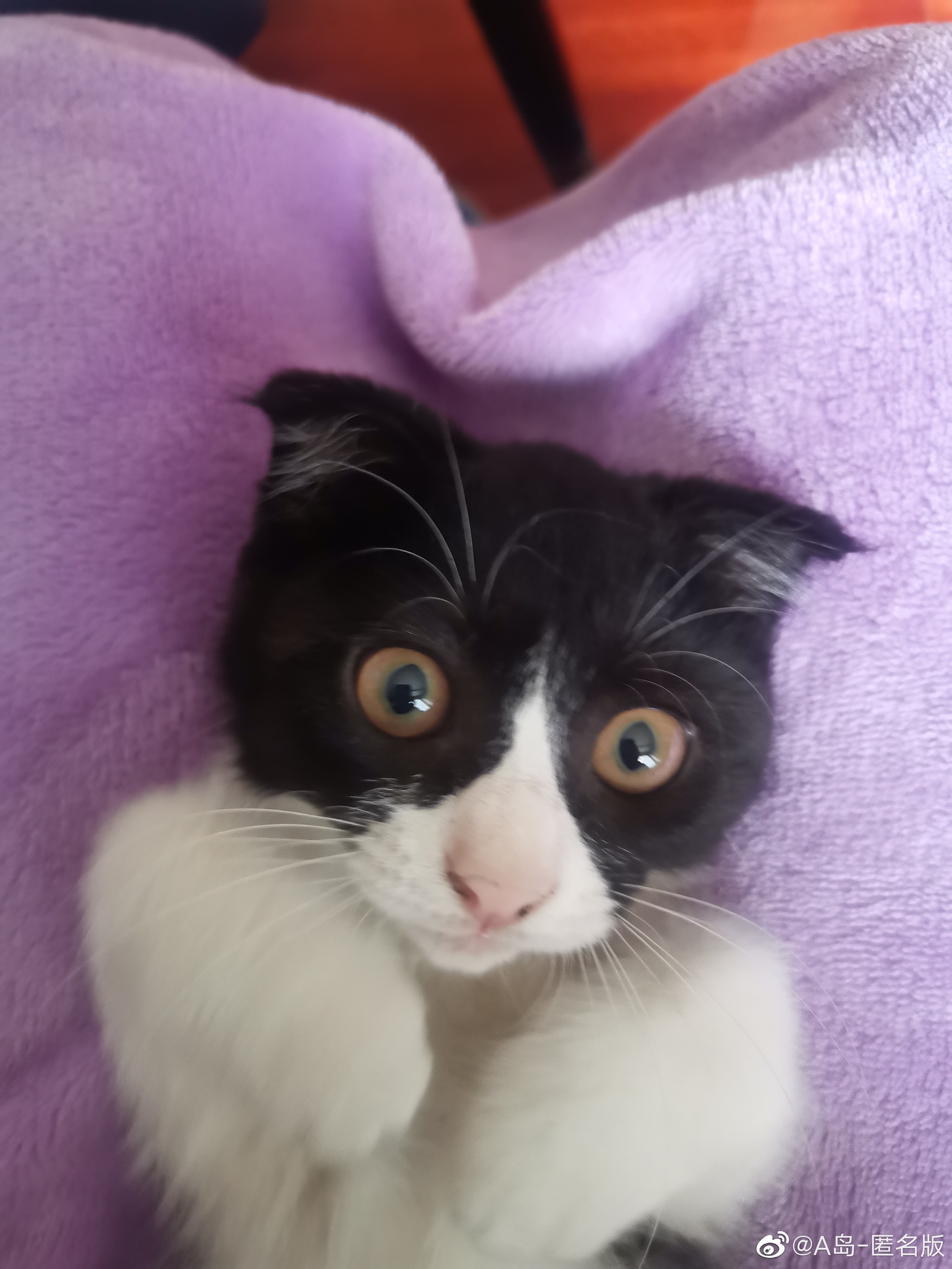 领养time(*) 山西太原的两只折耳小奶牛(*)