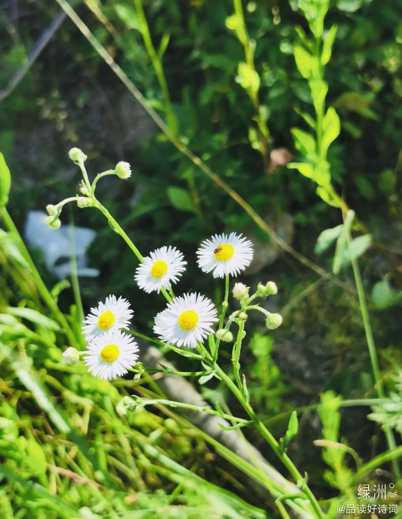 夏日 宋 陆游 山下柴荆昼不开 苔生古井暗楸槐 新诗哦罢闲无事 移取藤床睡去 来自网易大神圈子 诗词阁