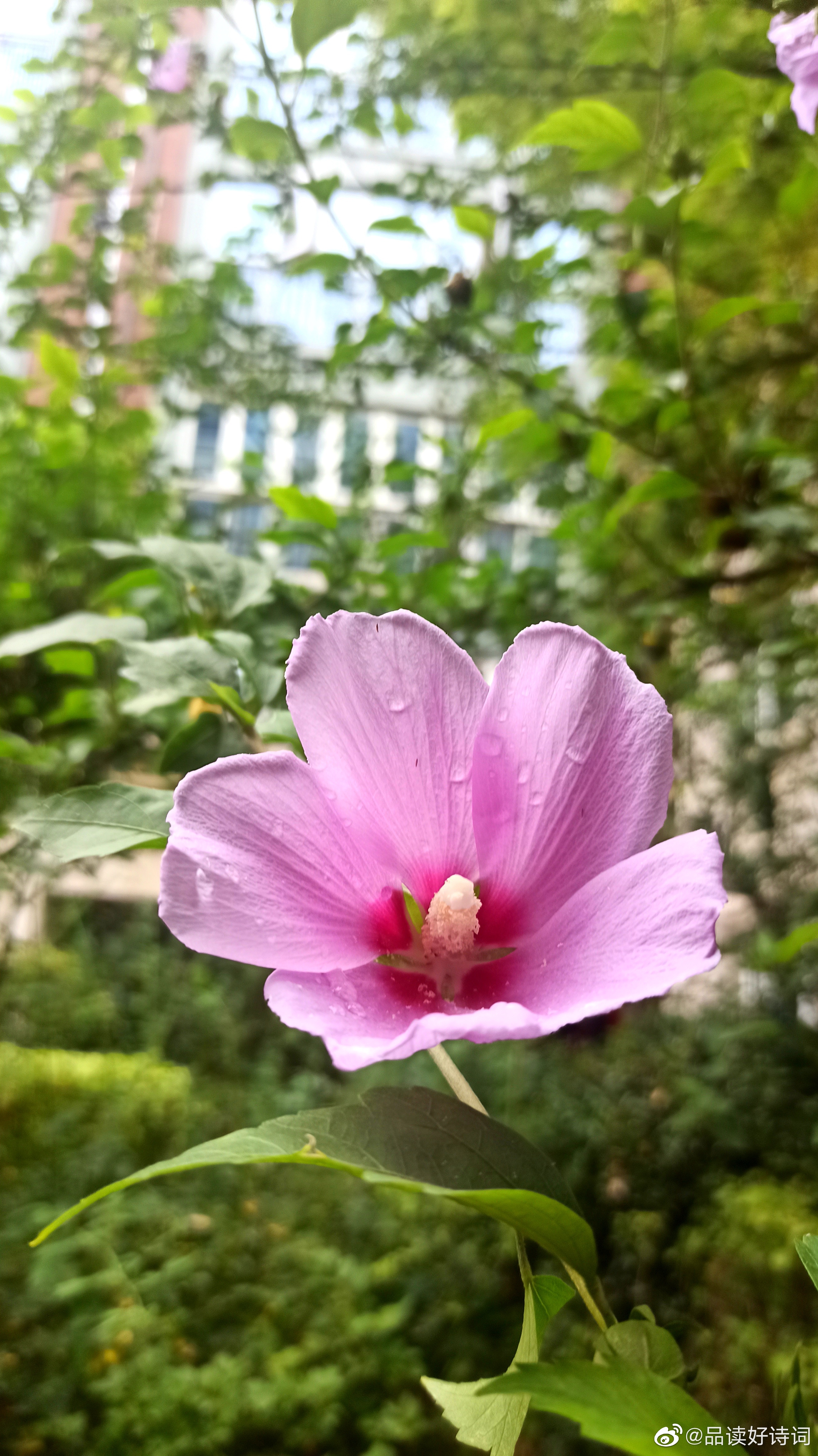 云厚天阴雨后凉 玉珠碧叶槿花芳 午时人少园林静 蝉噪风轻夏日长 夏日雨后 木 来自大神圈子 诗词阁