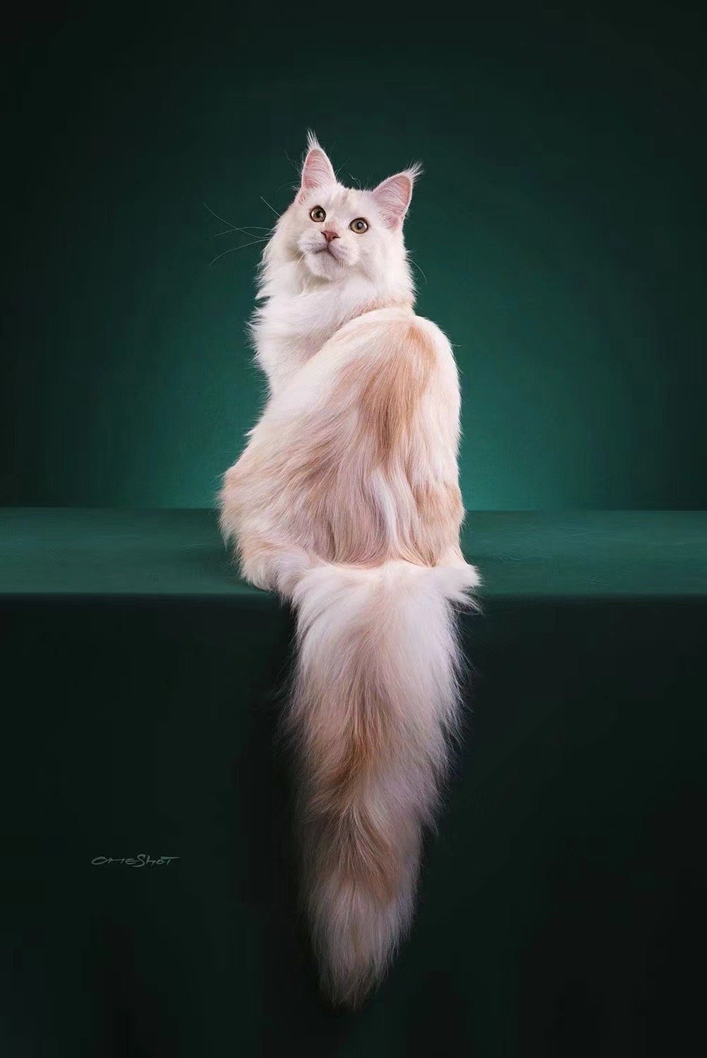 天啊这真的是猫咪的尾巴嘛,我还以为是只小狐狸呢,是个美人猫猫了