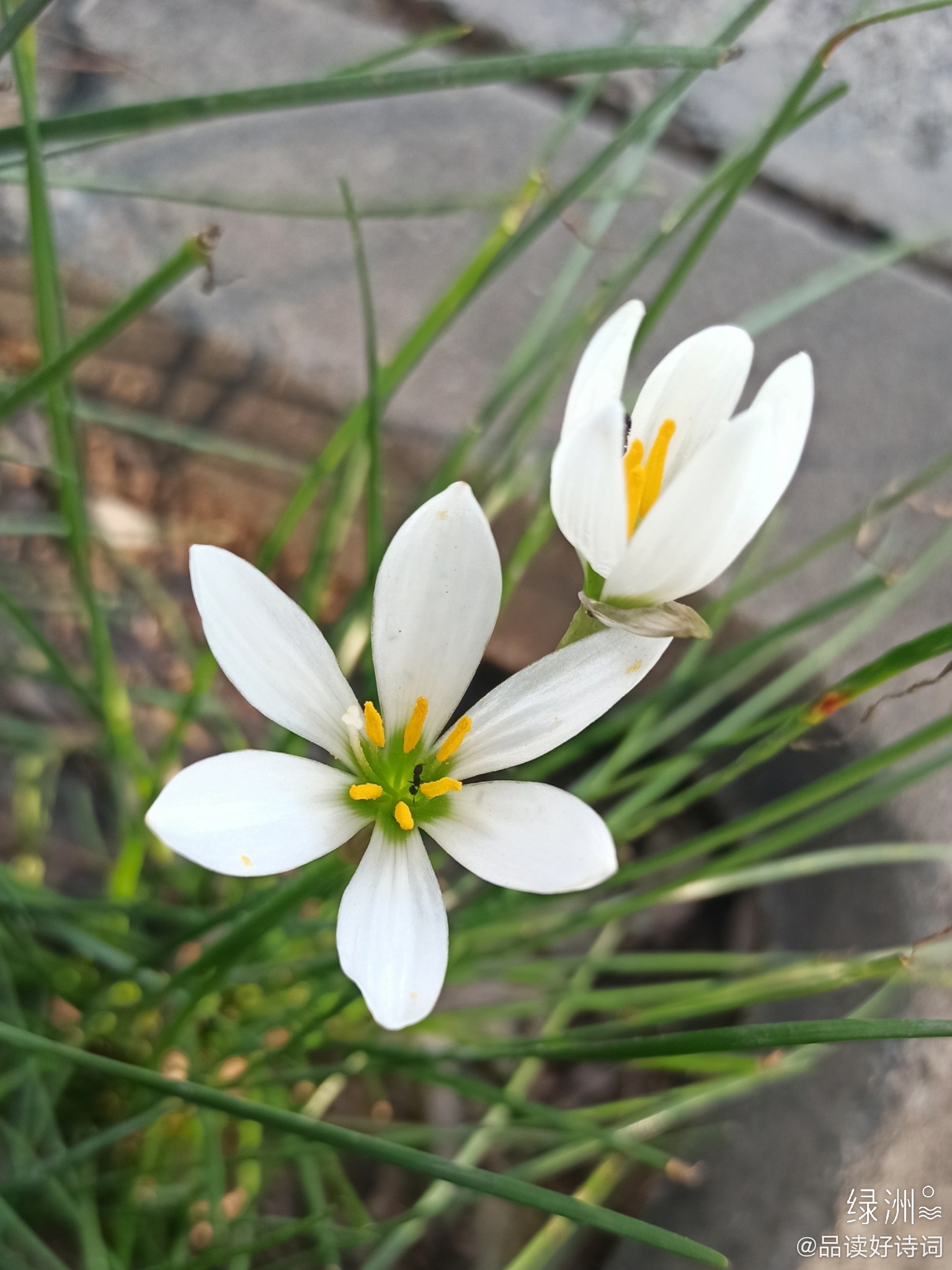 秋花不比春花早 开到秋花也是春 来自网易大神圈子 诗词阁
