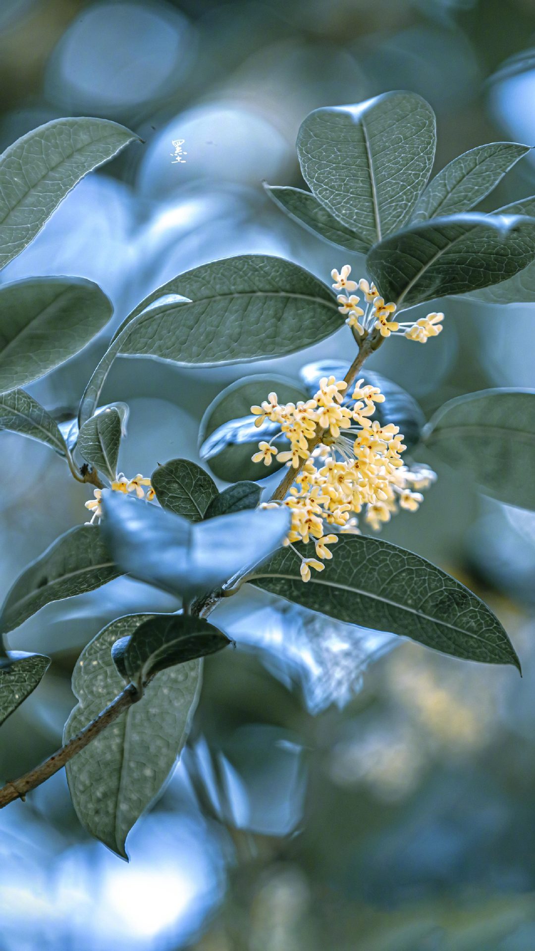 昨夜西池凉露满,桂花吹断月中香.