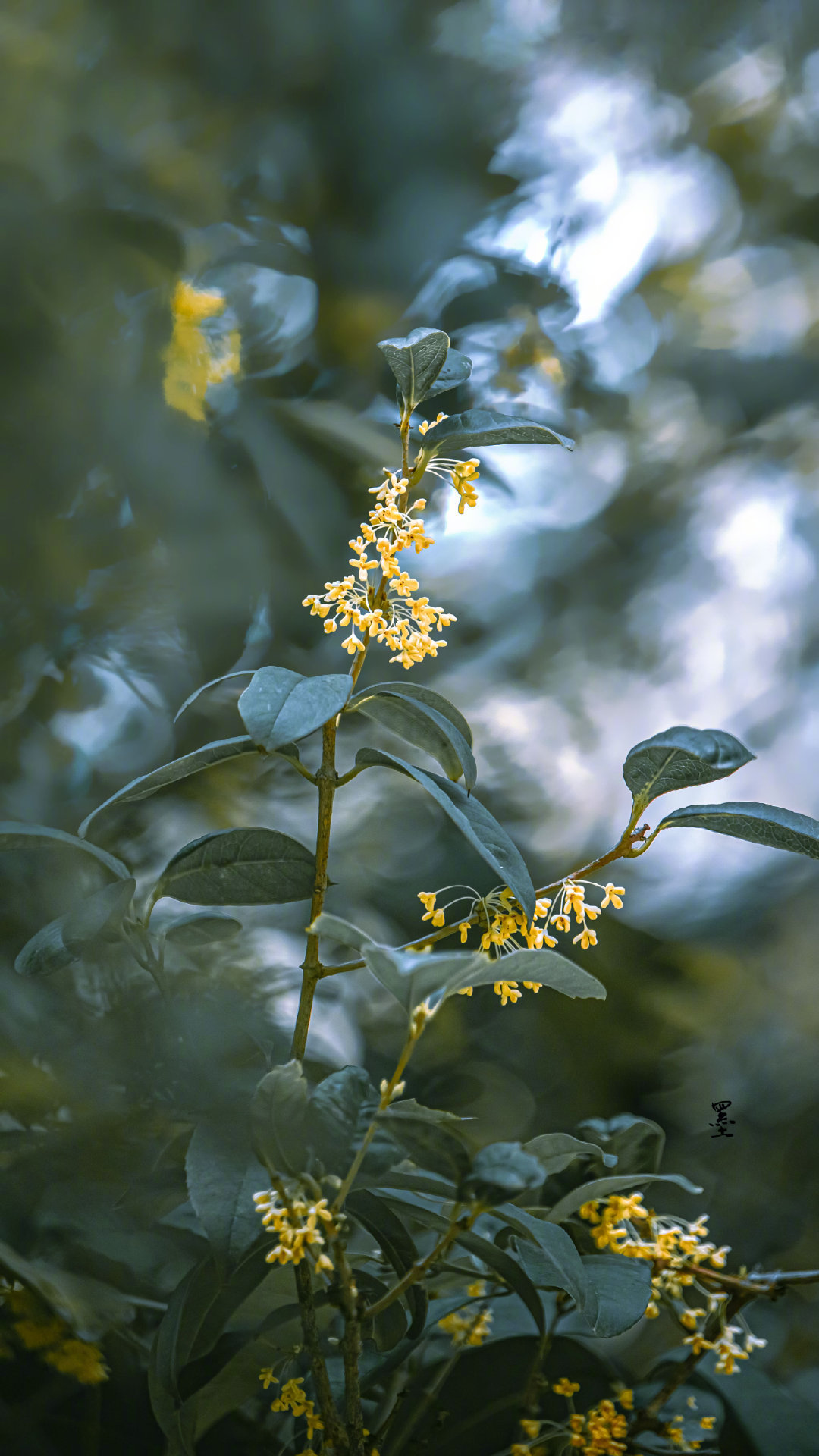 昨夜西池凉露满,桂花吹断月中香._来自网易大神圈子_古风美图馆