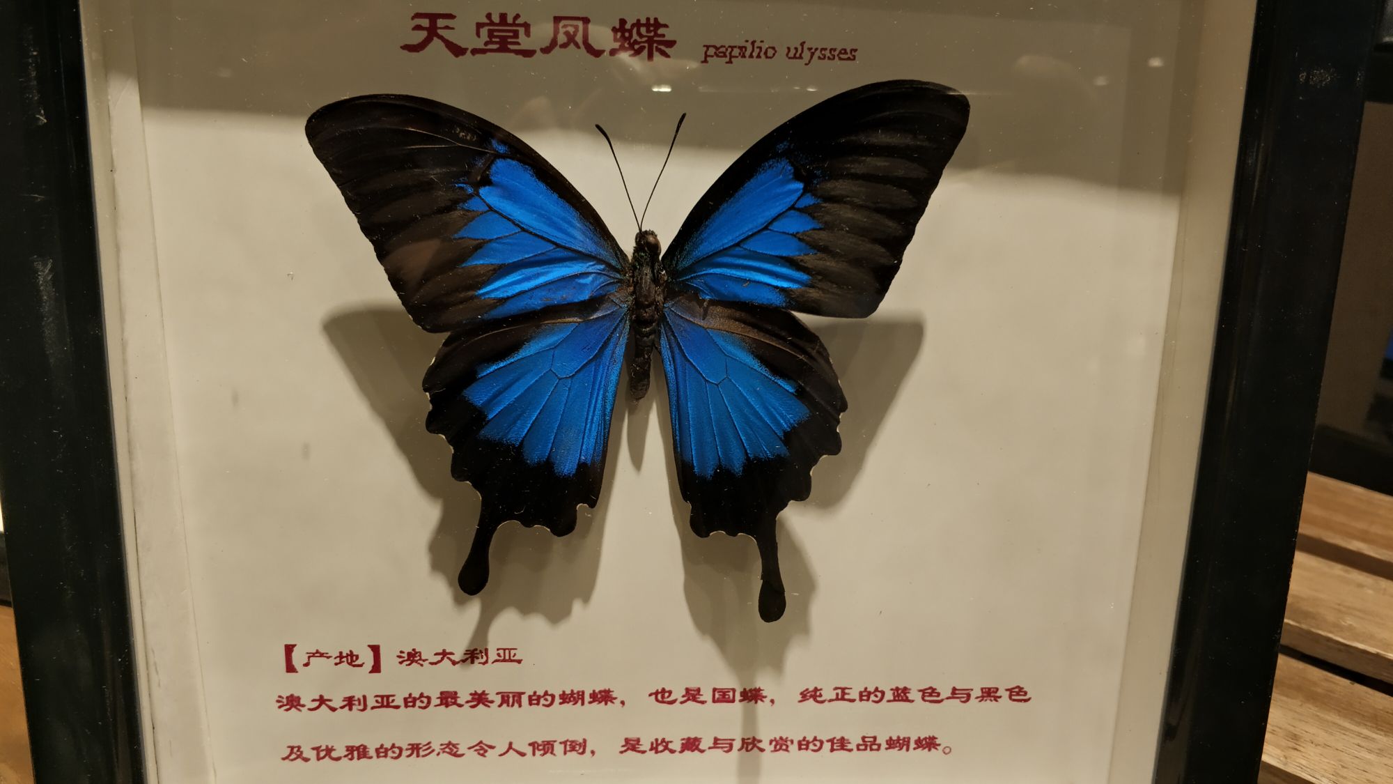 为啥叫天堂凤蝶 名字由来都没介绍 差评 来自网易大神圈子 情剑问天